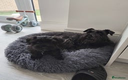 Miniature Schnauzer dogs for sale: Milo & Trent - Image 17