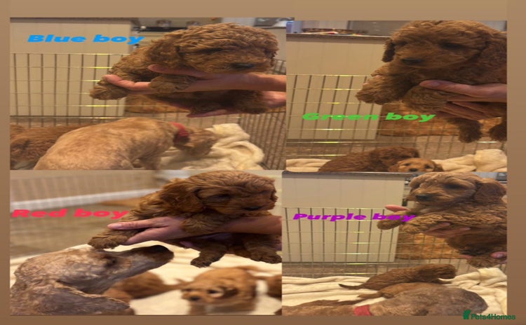 Cockapoo dogs - Advert 1