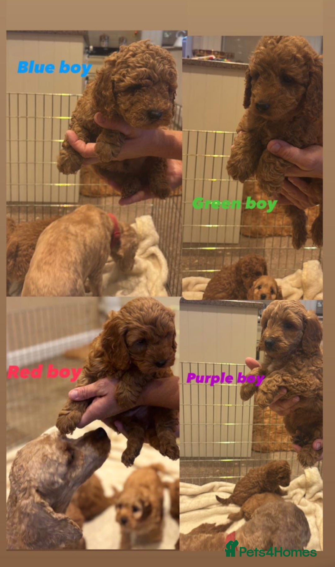 Cockapoo dogs for sale: F1B cockapoo puppies  - Image 1