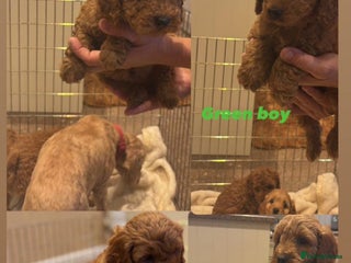 Cockapoo dogs - Advert 36