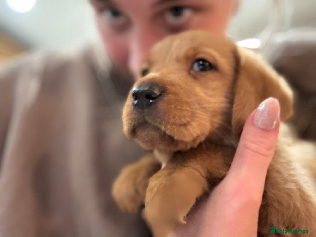 Mixed Breed poultry for sale: 🐶 KC Registered Fox Red Labrador Puppies 🐶 - Advert 3