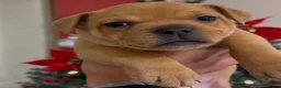 Staffordshire Bull Terrier dogs for stud: Exceptional Red Staffordshire Bull Terrier! - Advert 17