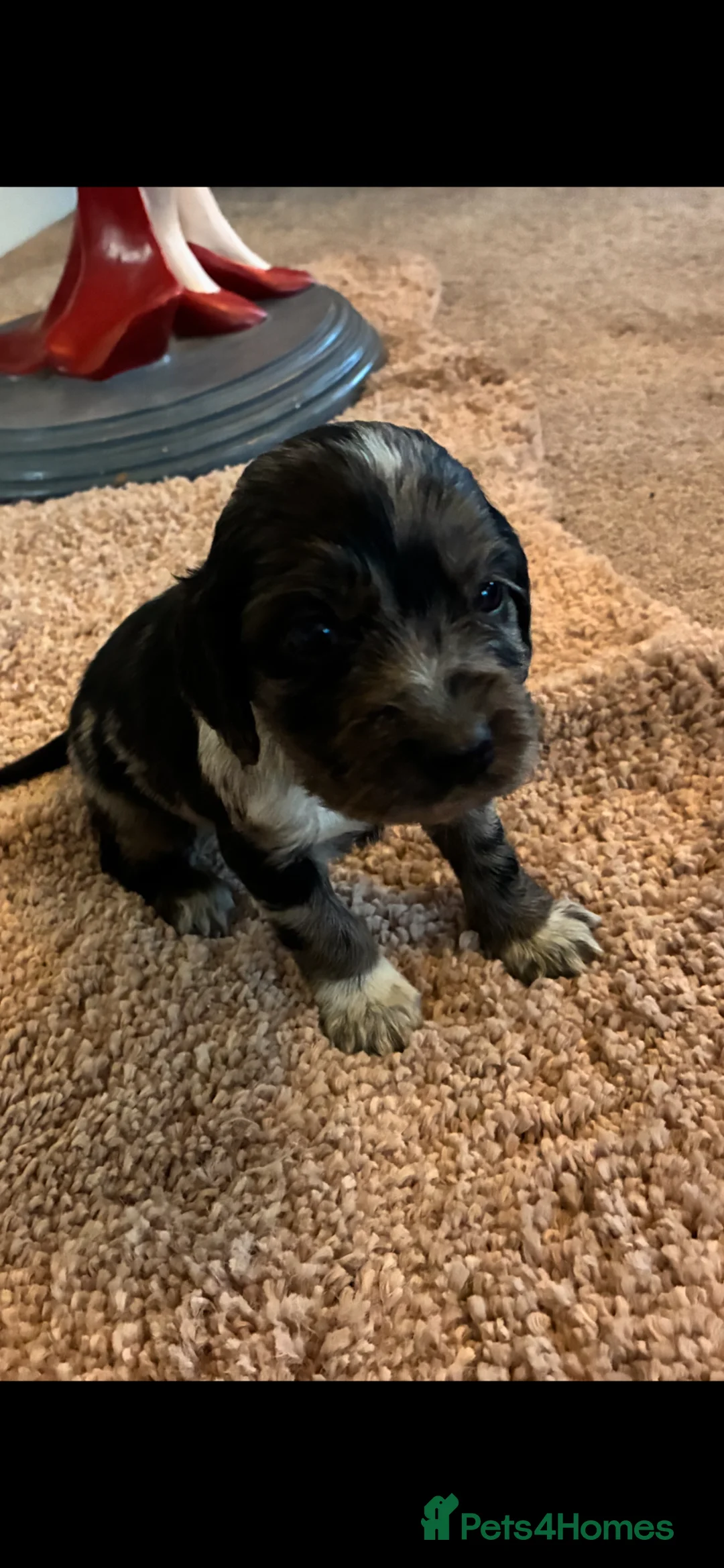 Cocker Spaniel dogs for sale: Beautiful cocker spaniel  - Advert 1