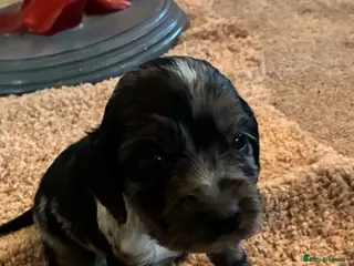 Cocker Spaniel dogs Beautiful cocker spaniel - Advert 1