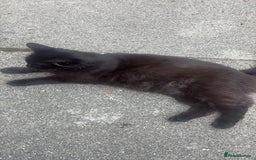 Maine Coon cats for sale: Maine coon cross British longhair kittens - Image 3