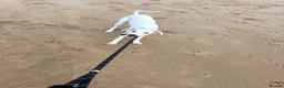 Mixed Breed dogs for sale: Saluki & saluki greyhound (not related) - Advert 7