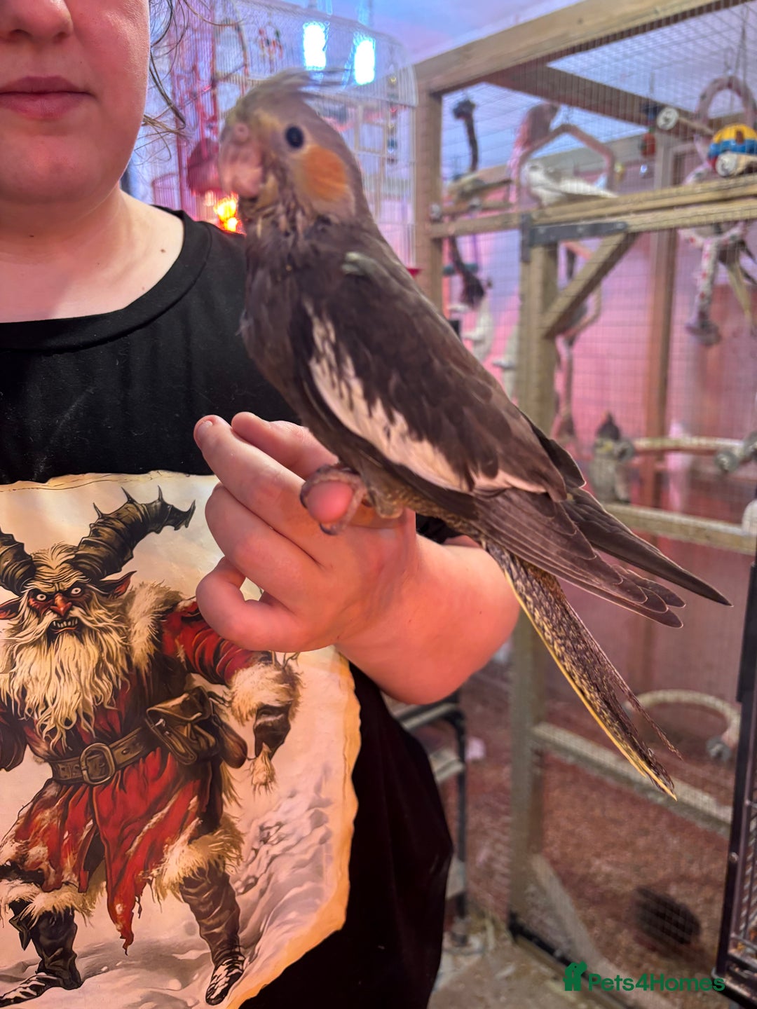 Cockatiels birds for sale: Hand reared and tame baby cockatiels  - Advert 1