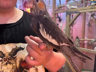 Cockatiels birds Hand reared and tame baby cockatiels - Advert 3