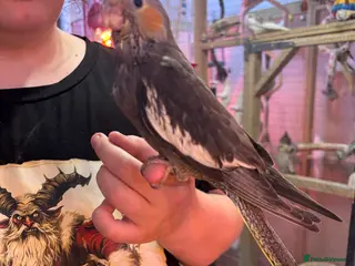 Cockatiels birds Hand reared and tame baby cockatiels - Advert 15