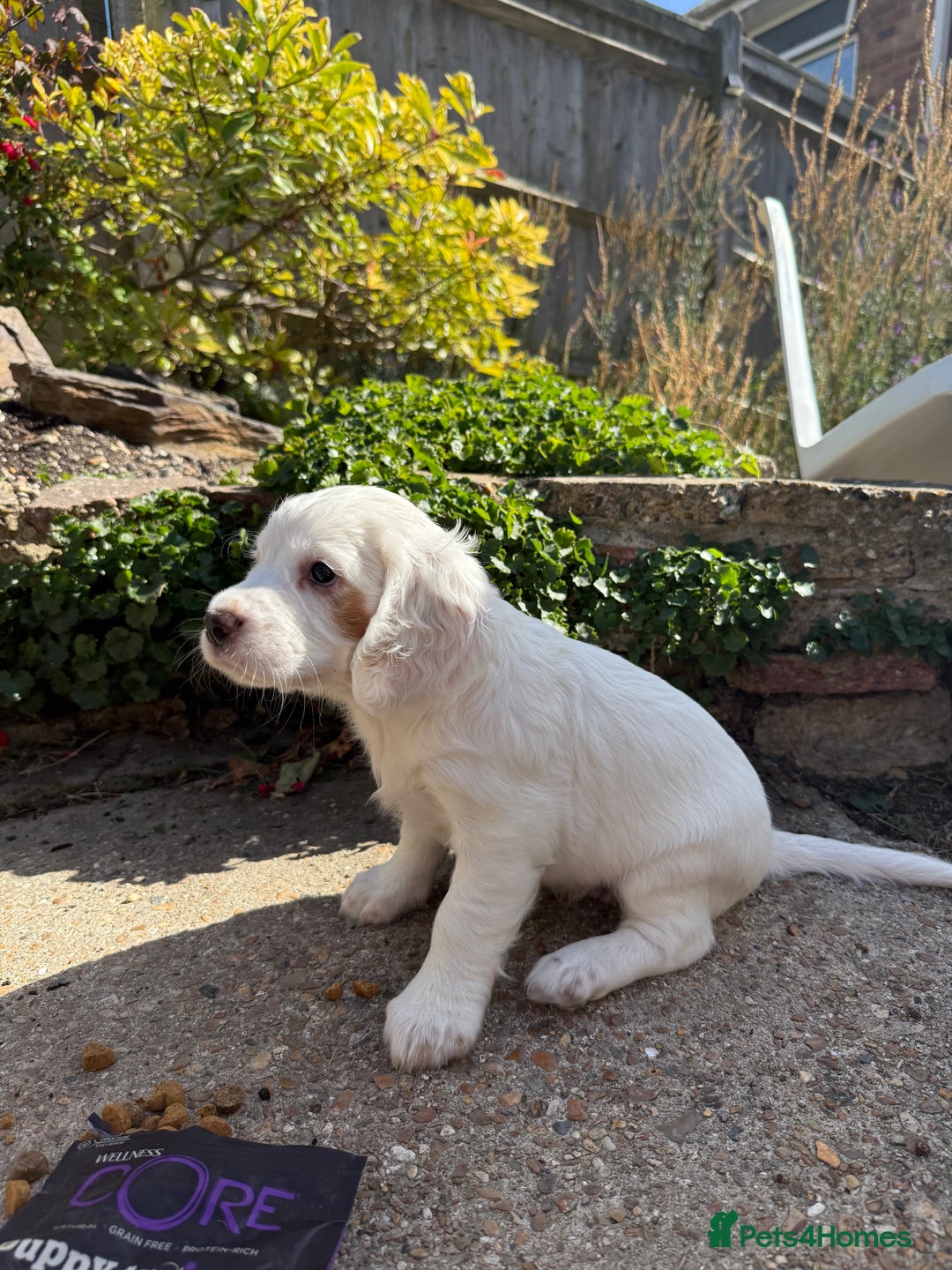 Cocker Spaniel dogs for sale: 2 pups left! Gorgeous Working Cocker Spaniels - Image 4