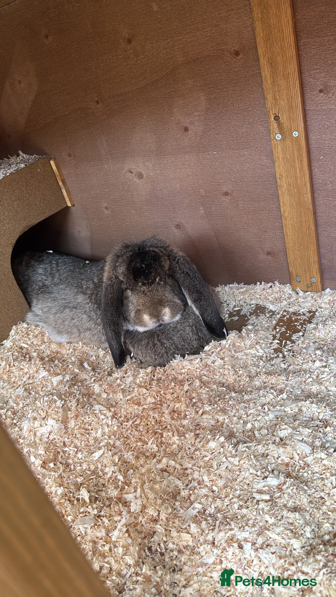 French Lop rabbits for sale: Friendly French lop doe for sale  - Advert 4