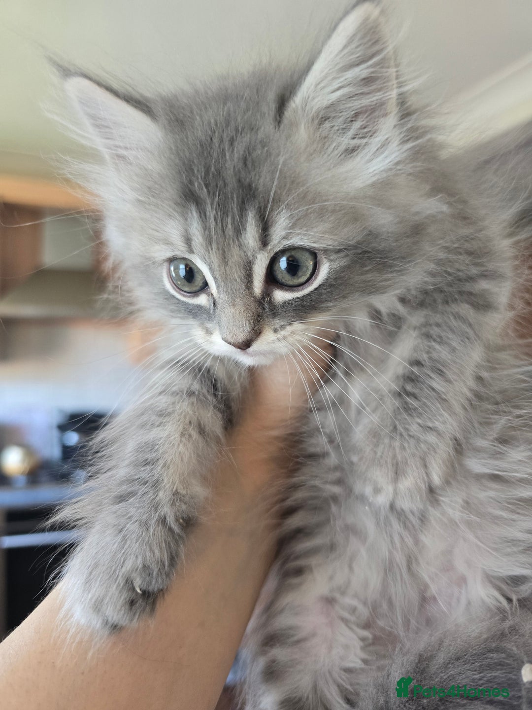 Persian cats for sale: Beautiful Persian kittens 7wks - Image 8