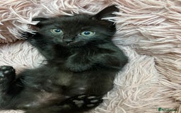 Mixed Breed cats for sale: Lovely little kittens for sale - Image 4
