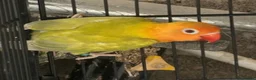 Lovebirds birds for sale: Lovebirds pale fallows - Advert 4