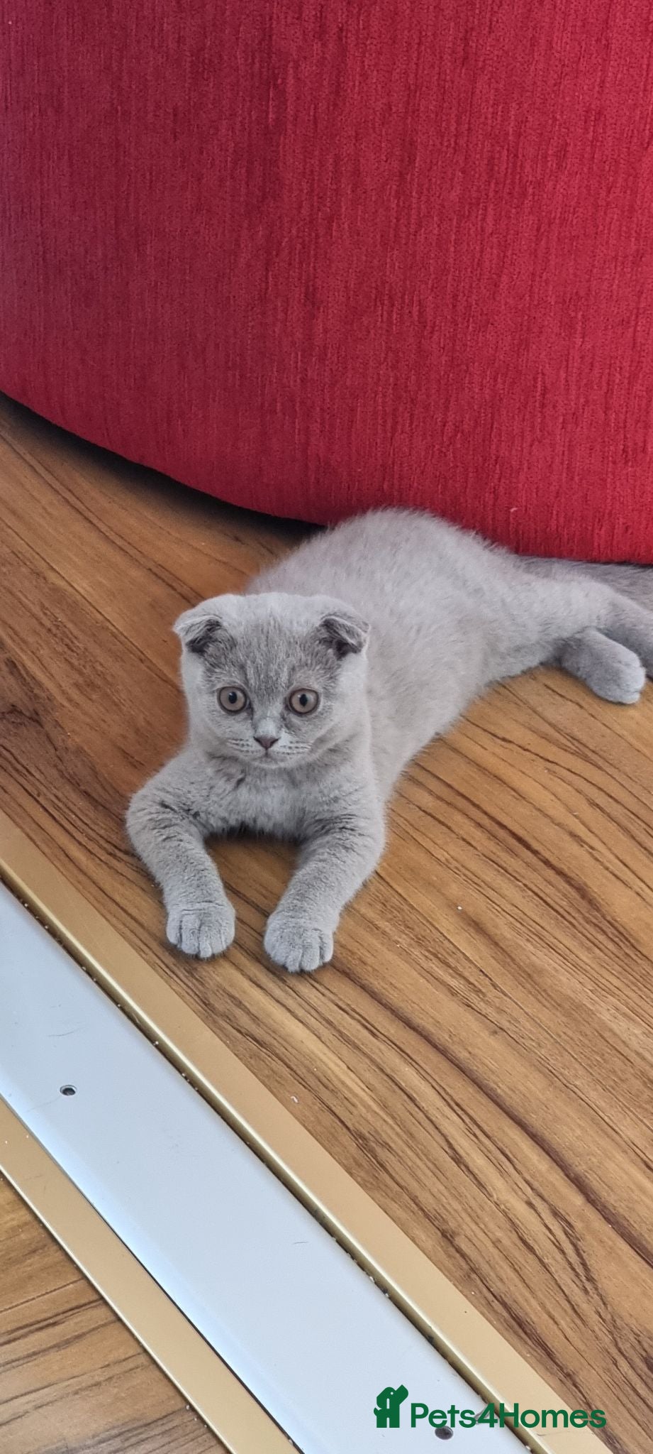 Scottish Fold cats Two Gorgeous kittens left 🐾😻🐾 - Advert 7