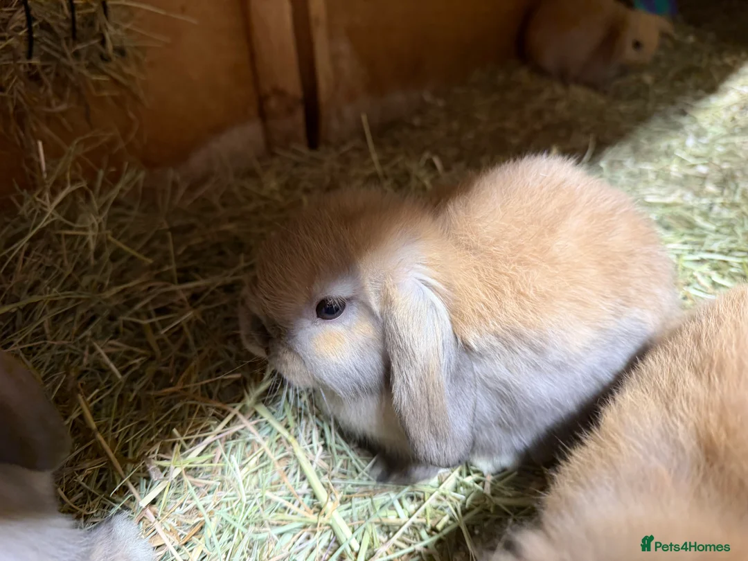 Mini Lop rabbits for sale: Stunning Mini lops vaccinated for sale. Mixed sex  - Advert 1