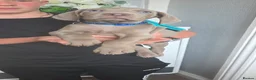 Weimaraner dogs for sale: Two gorgeous kc Weimaraner boys  - Advert 21