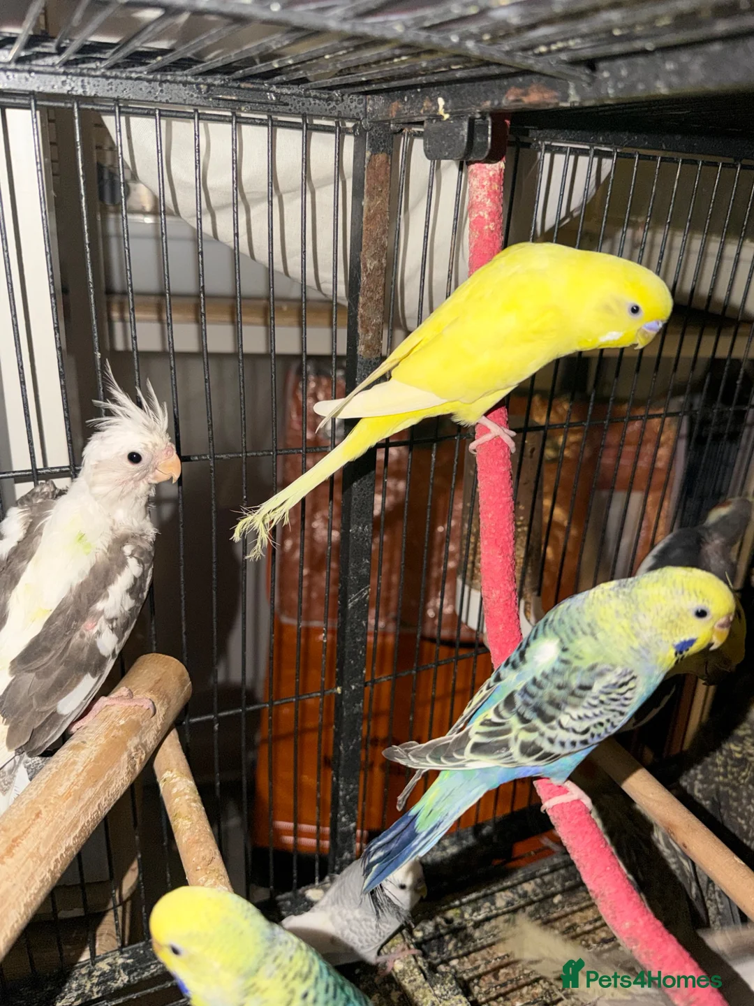 Mixed Breed birds for sale: Baby Cocatiel birds and budgies - Advert 2