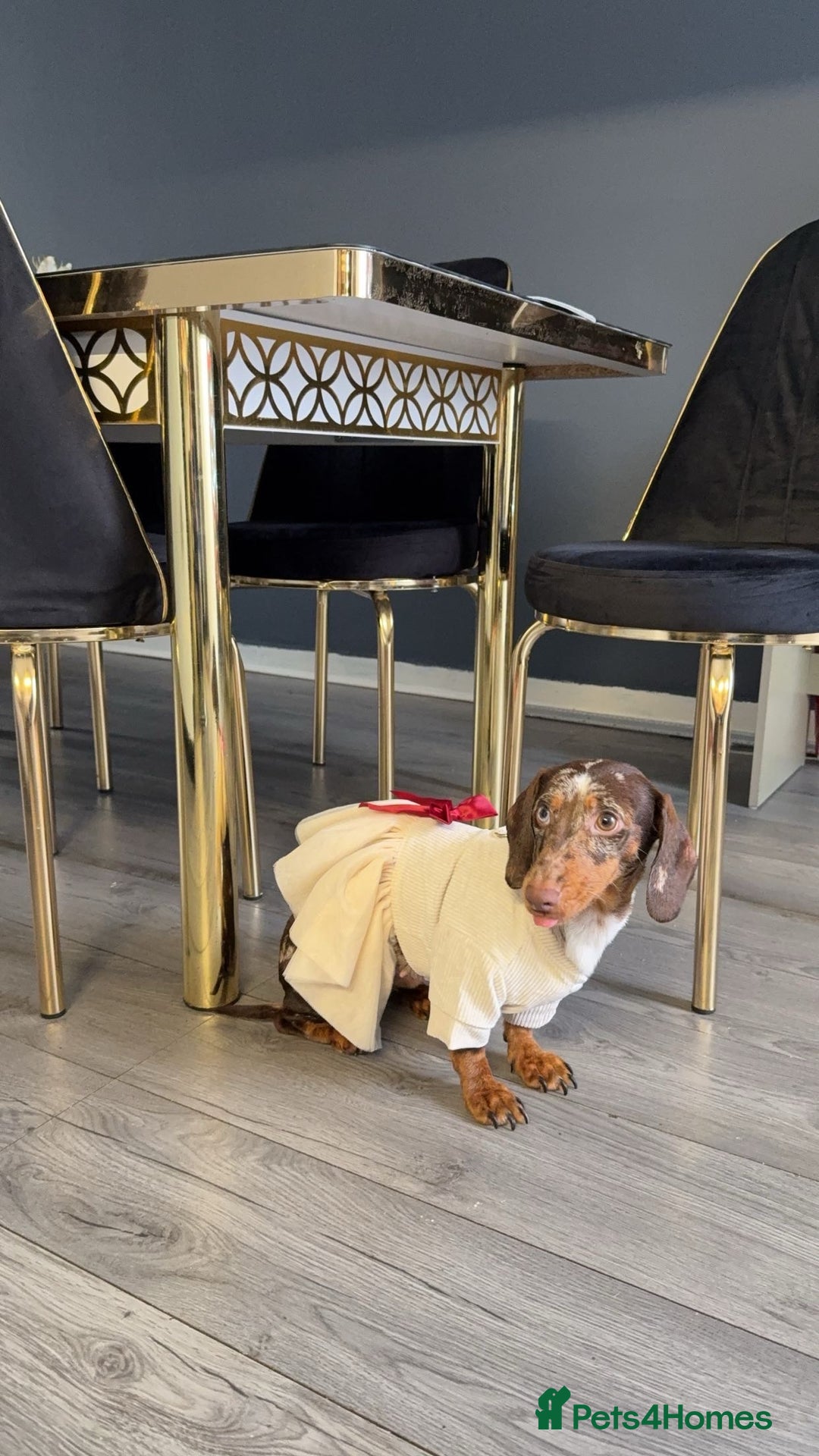 Dachshund dogs for sale: Miniature Dachshund  - Image 10