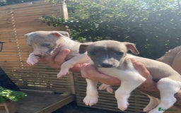 Whippet dogs for sale: Whippet pups  - Image 6