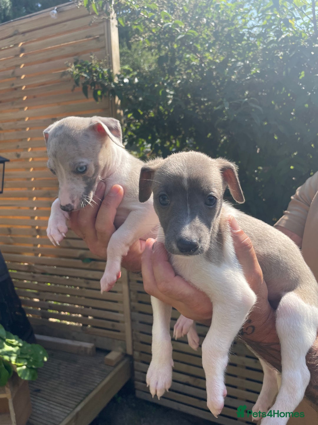 Whippet dogs for sale: Whippet pups  - Image 6