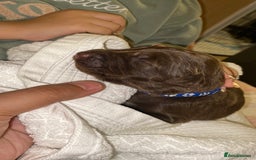 Mixed Breed dogs for sale: Beautiful Family-Raised Sheprador Puppies - Image 32