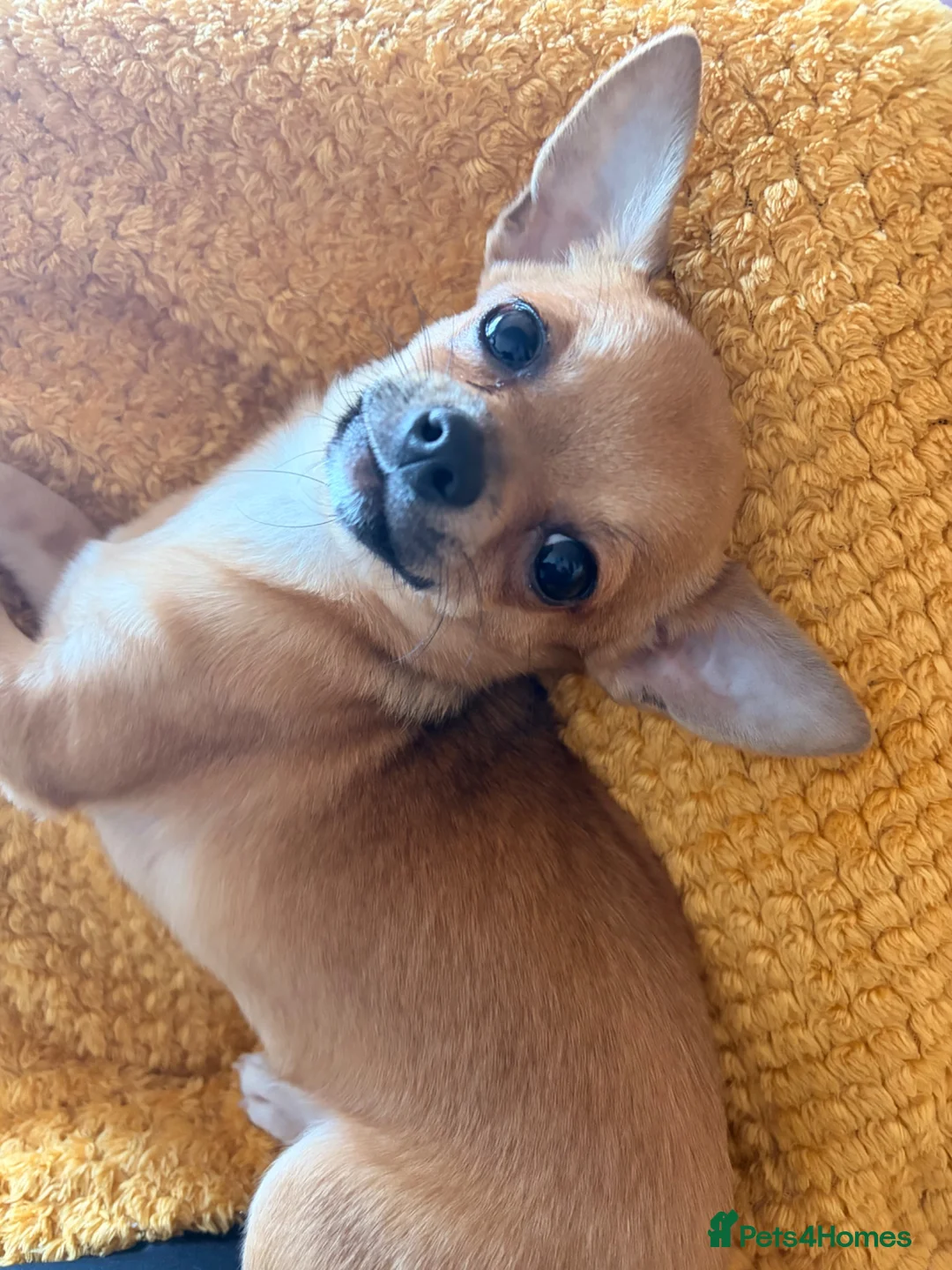 Chihuahua dogs for sale: Full chihuahua Milly 💖 - Advert 1