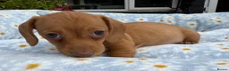 Miniature Dachshund dogs for sale: Miniature dachshund puppies 🐶 READY NOW - Advert 17