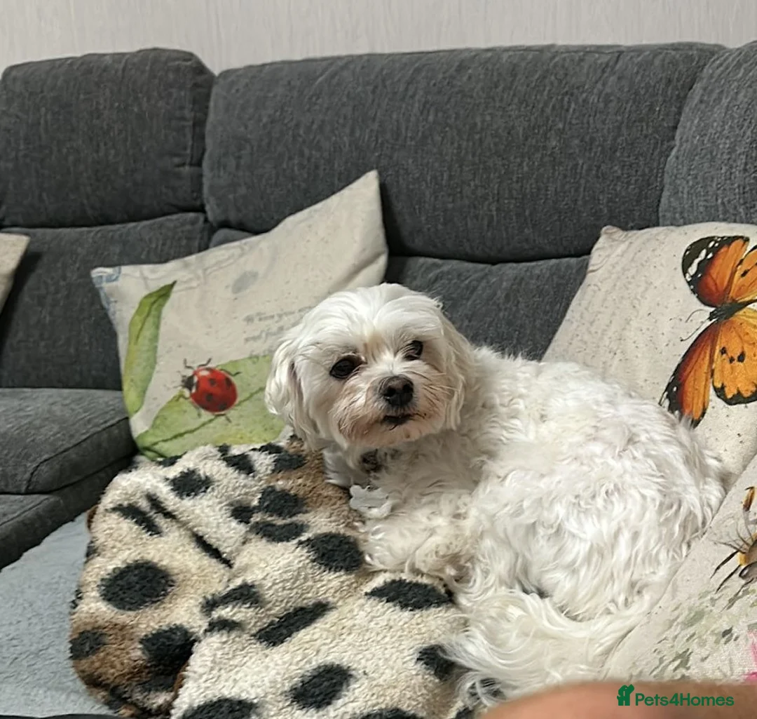 Maltese dogs for adoption: Meet Milo – a Lovely little Boy for a  Loving Home - Advert 4