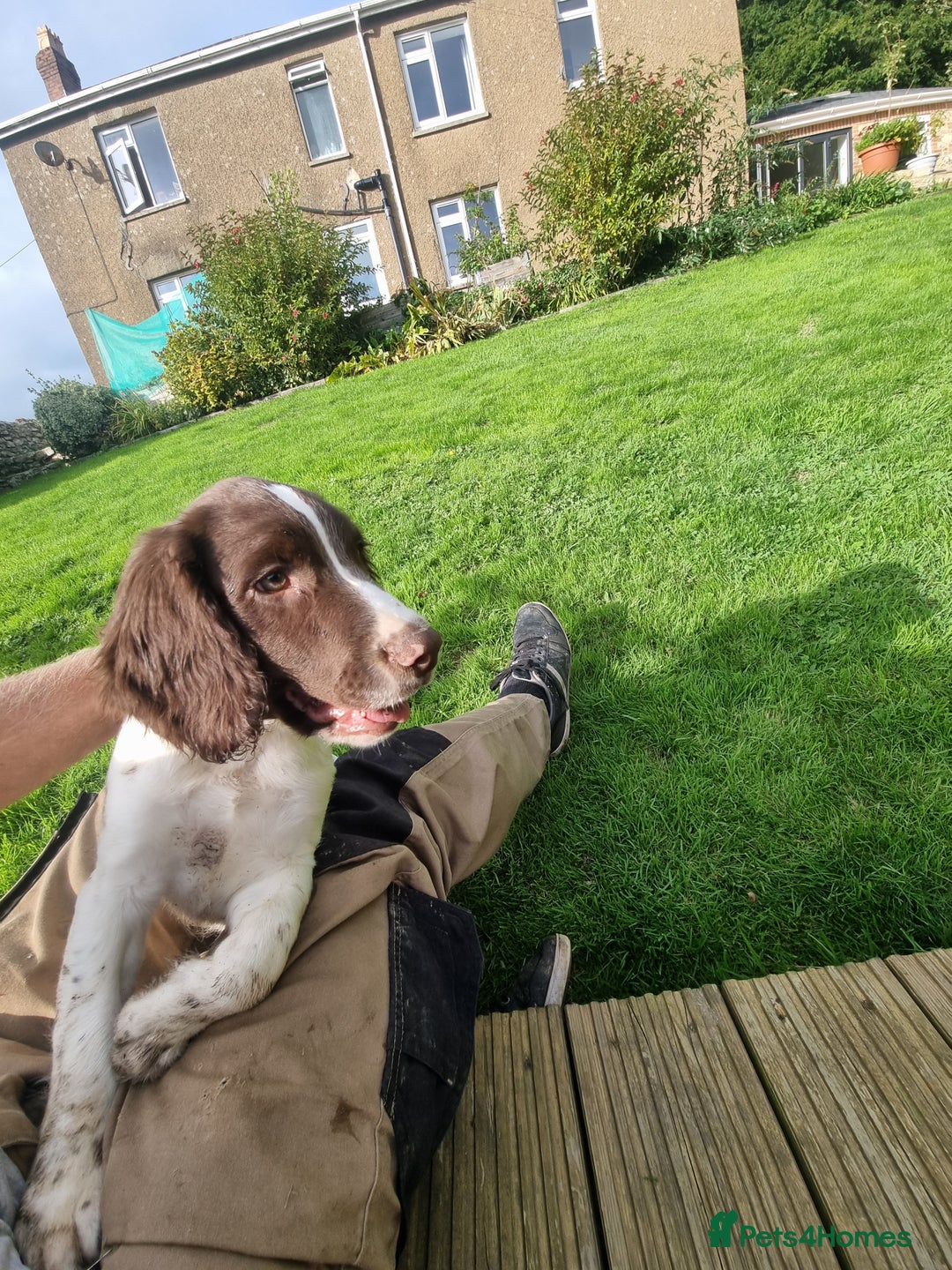 English Springer Spaniel dogs for sale: English springer spaniels  - Image 8