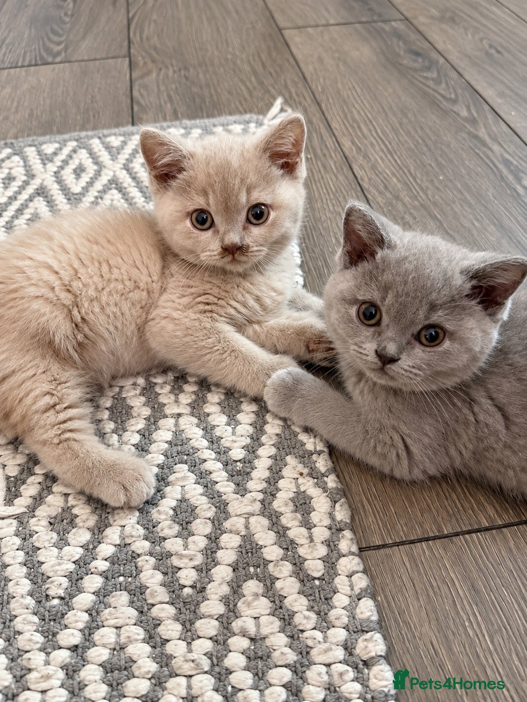 British Shorthair cats Pure BSH kittens one boy and one girl available  - Advert 3
