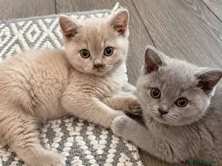 British Shorthair cats Pure BSH kittens one boy and one girl available - Advert 3