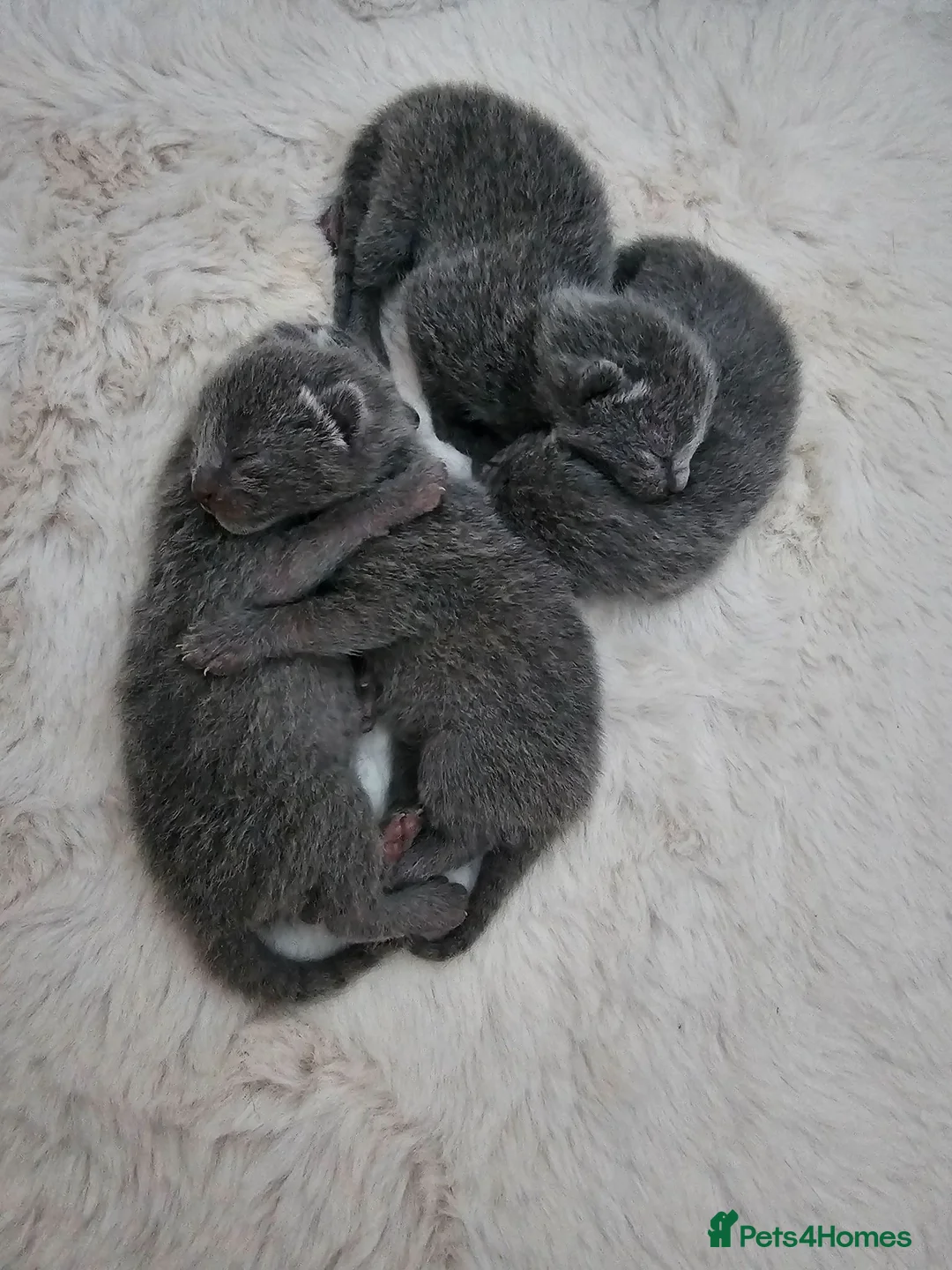 Russian Blue cats for sale: GCCF REGISTERED RUSSIAN BLUE KITTENS  - Advert 11