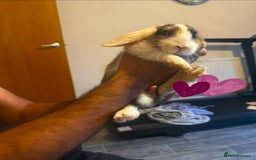 Mixed Breed rabbits for sale: Rabbit - Image 6