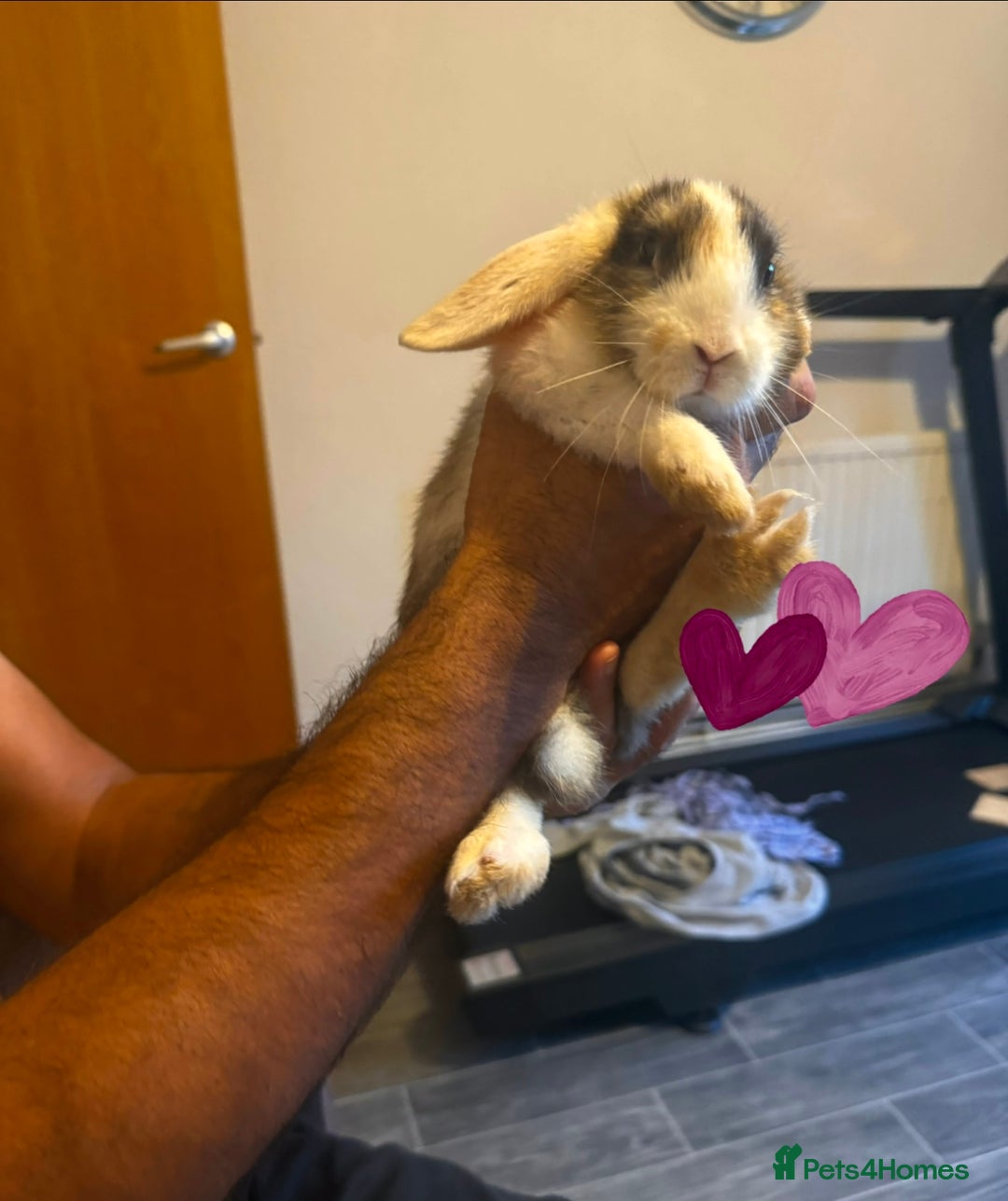 Mixed Breed rabbits for sale: Rabbit - Image 6