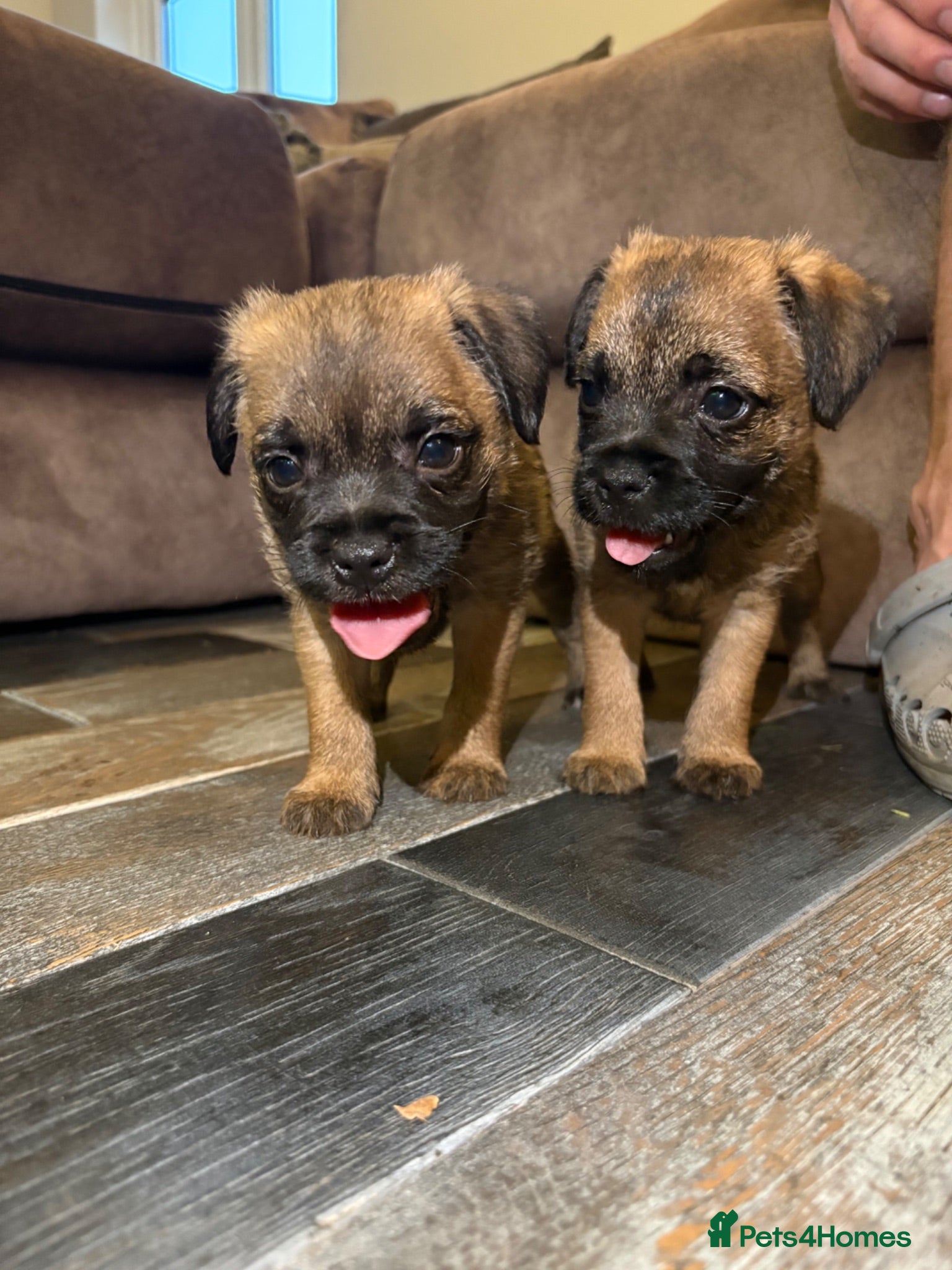 Border Terrier dogs Gorgeous Pure Border Terrier Puppies - Advert 13