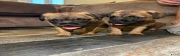 Border Terrier dogs for sale: Gorgeous Pure Border Terrier Puppies in Waltham Abbey - Advert 1
