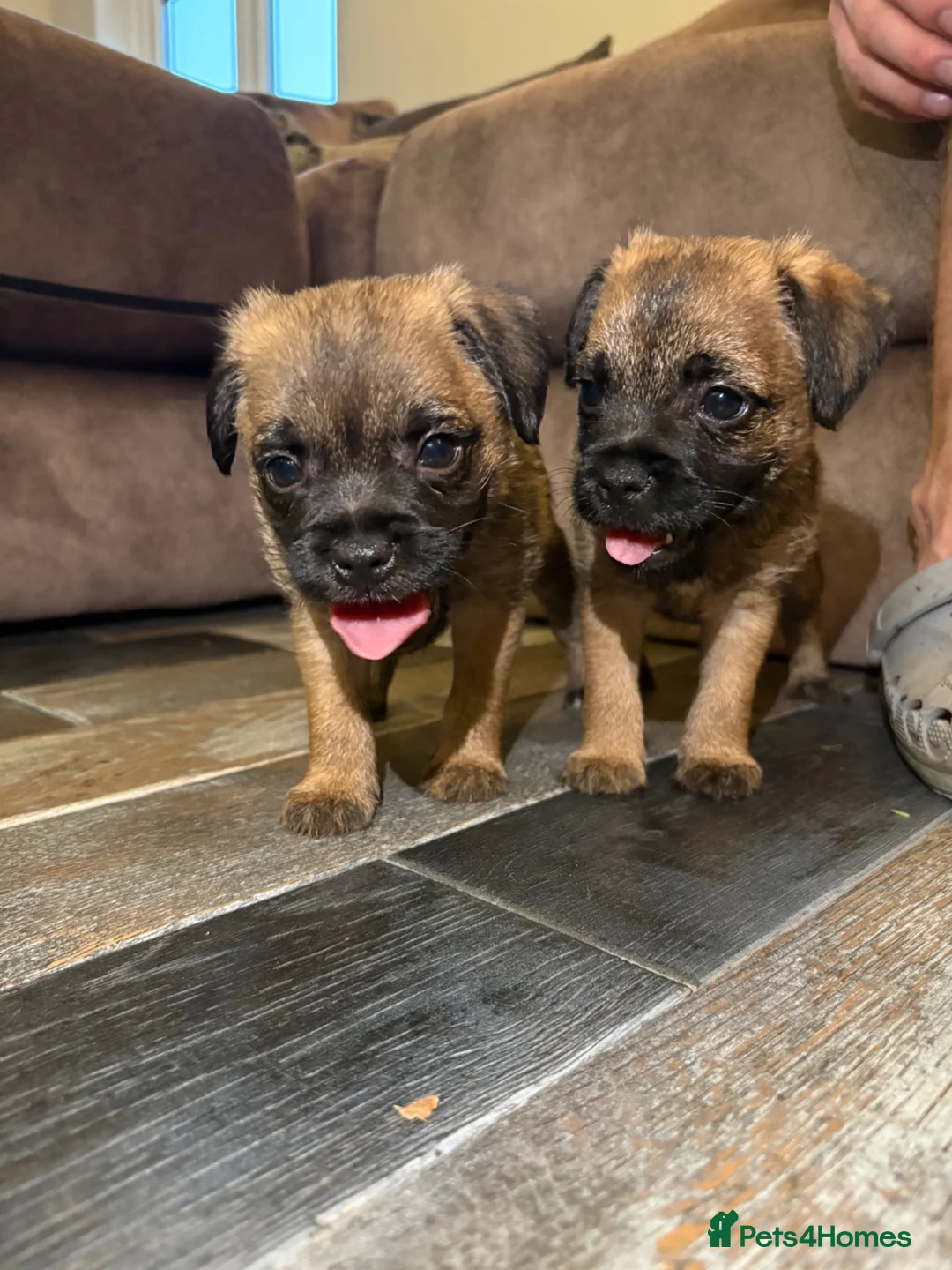 Border Terrier dogs for sale: Gorgeous Pure Border Terrier Puppies in Waltham Abbey - Advert 1