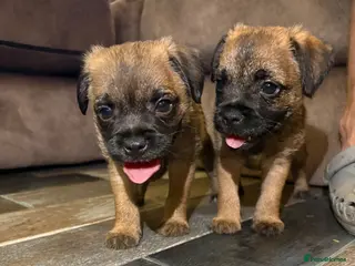 Border Terrier dogs Gorgeous Pure Border Terrier Puppies - Advert 1