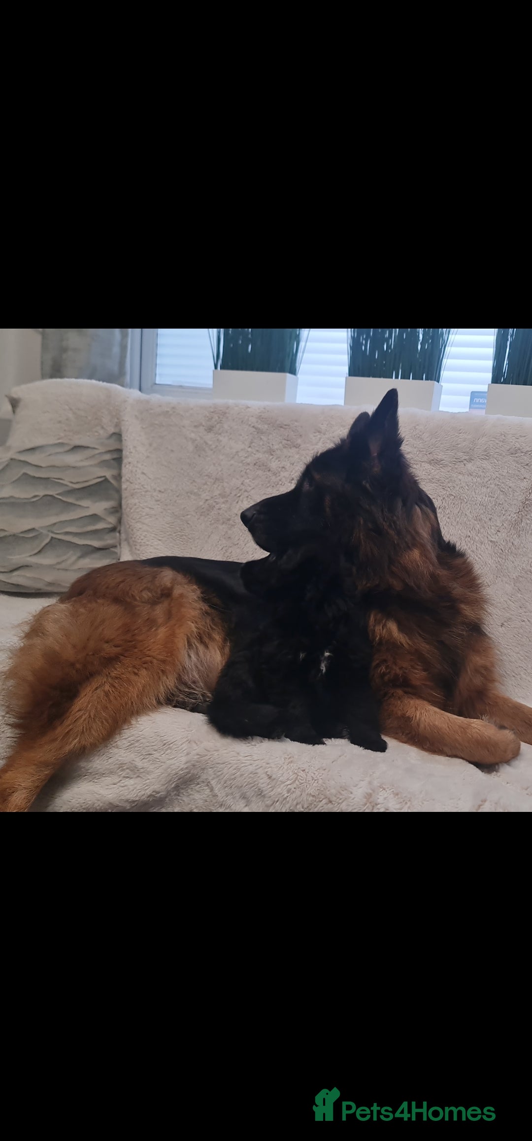 German Shepherd dogs KC, Top Quality Long Hair GSD Puppies  - Advert 3