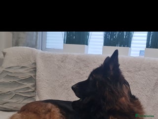 German Shepherd dogs KC, Top Quality Long Hair GSD Puppies - Advert 3