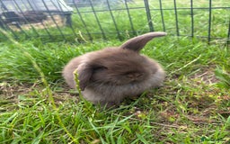 Mini Lop rabbits for sale: Adorable mini lops for sale - Image 2
