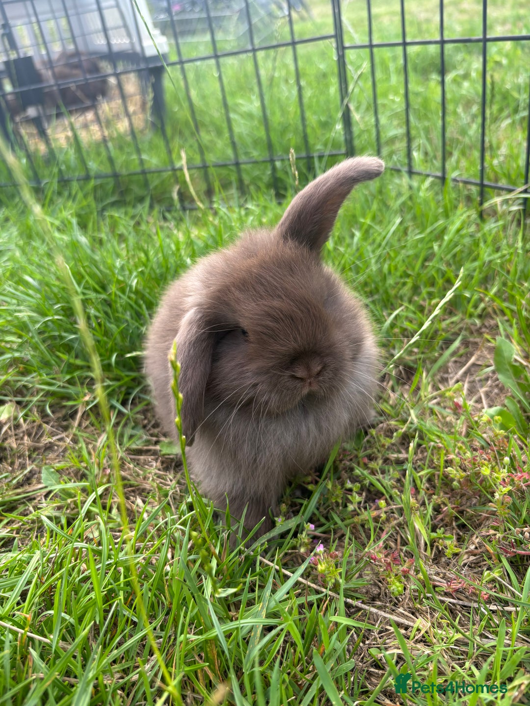 Mini Lop rabbits for sale: Adorable mini lops for sale - Image 2