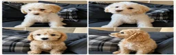 Cockapoo dogs for sale: Last boy F1 Cockapoo full vacs - ready now - Advert 1