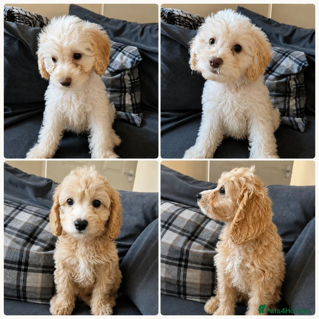 Cockapoo dogs for sale: Last boy F1 Cockapoo full vacs - ready now - Advert 1