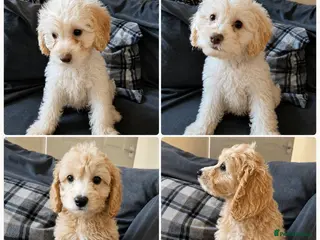 Cockapoo dogs Last two F1 Cockapoo boys - ready now - Advert 2