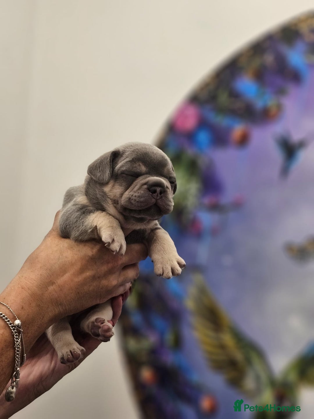French Bulldog dogs for sale: 6 French Bulldog puppies (3 girls, 3 boys) - Image 14