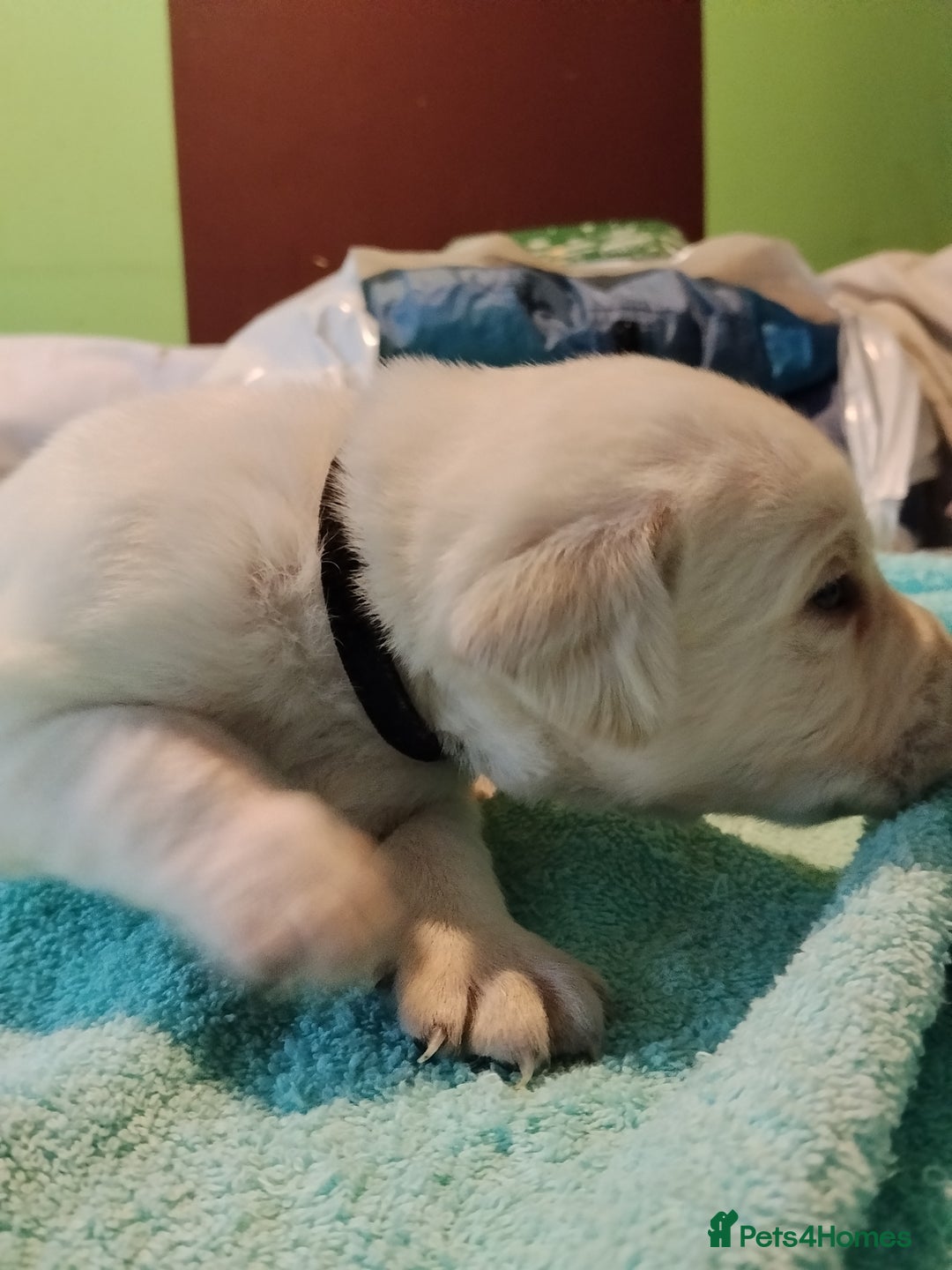 Labrador Retriever dogs for sale: Beautiful Golden and Black Labs - Advert 23