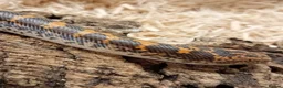 Boa Snake reptiles for sale: Beautiful, Juvenile, Captive-Bred Kenyan Sand Boas - Advert 4