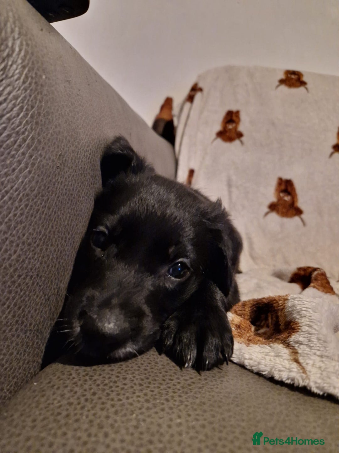 Mixed Breed dogs for sale: 🌟 Collie x Golden Retriever Puppies 🌟 - Image 26